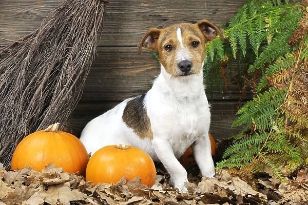 DOG. Jack russell terrier with broom and pumpkins