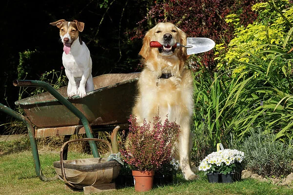 DOG. Jack russell terrier and golden retreiver helping in the garden