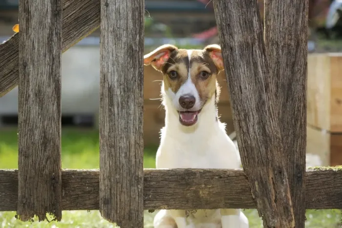 Framed Print : DOG. Jack russell terrier looking through garden fence Framed Print : DOG. Jack russell terrier looking through garden fence