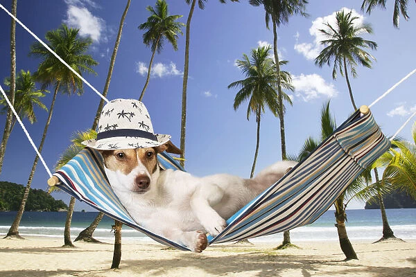 DOG - Jack Russell Terrier lying in hammock wearing hat