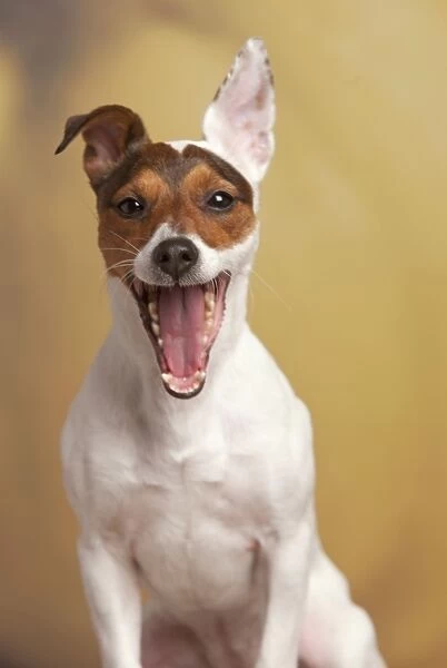 Dog - Jack Russell Terrier - mouth open