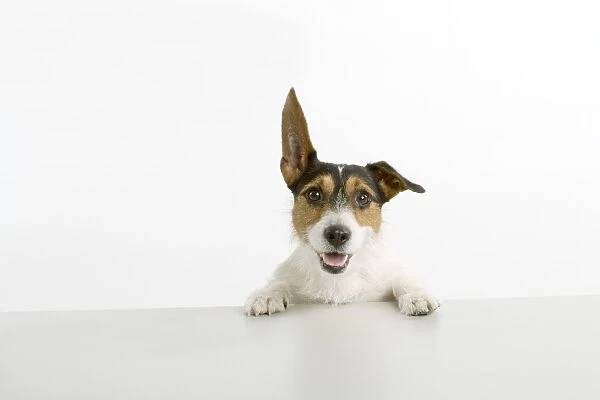 Dog - Jack Russell Terrier - with front paws on table