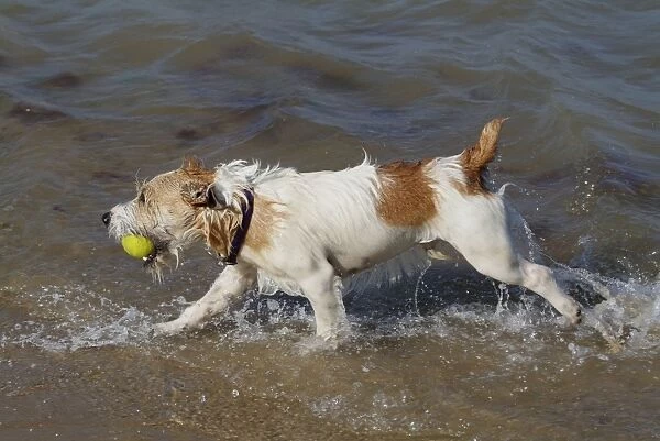 Dog - Jack Russell Terrier playing with ball in the sea