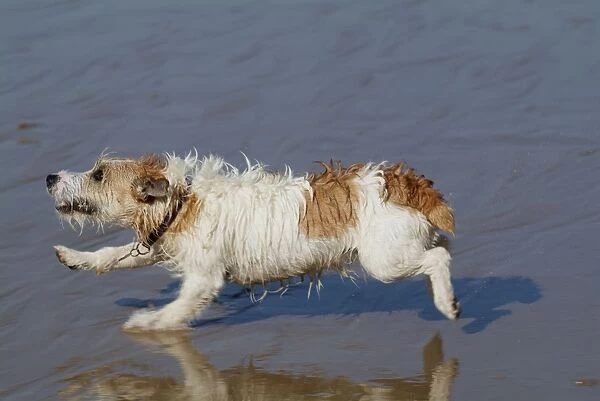 Dog - Jack Russell Terrier playing in the sea