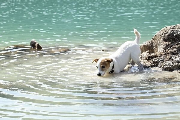 Dog - Jack Russell Terrier - playing in water