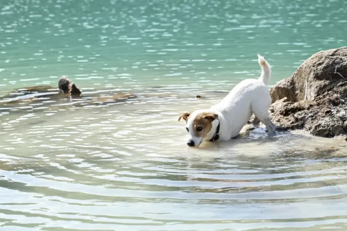 Framed Print : Dog - Jack Russell Terrier - playing in water Framed Print : Dog - Jack Russell Terrier - playing in water