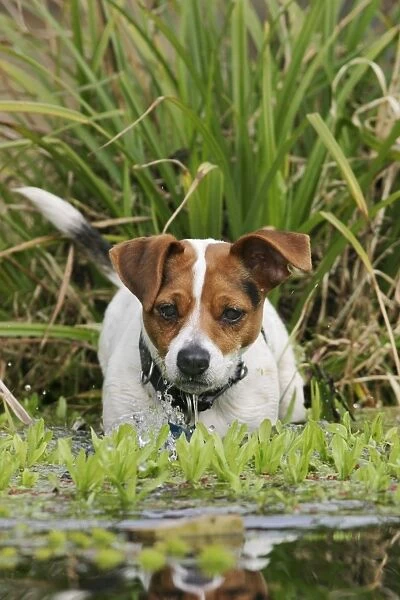 Dog - Jack Russell terrier in pond front view. Bedfordshire UK