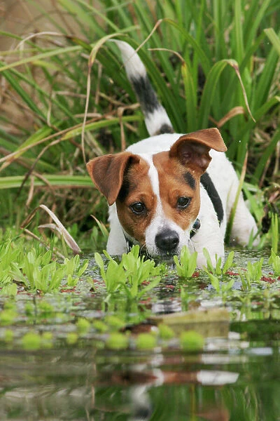 Dog - Jack Russell terrier in pond front view Bedfordshire UK