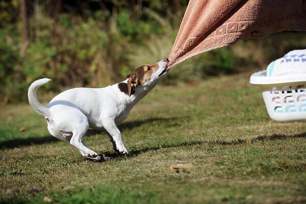 DOG. Jack russell terrier pulling washing off washing line