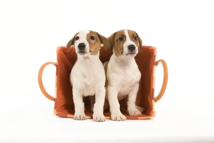 Framed Print : Dog - two Jack Russell Terrier puppies in basket Framed Print : Dog - two Jack Russell Terrier puppies in basket
