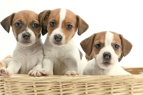 Dog - Jack Russell Terrier - three puppies in basket
