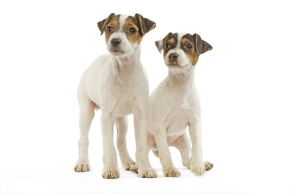 Dog - Jack Russell Terrier - two puppies in studio