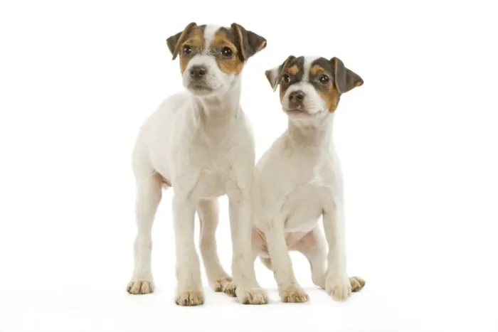 Framed Print : Dog - Jack Russell Terrier - two puppies in studio Framed Print : Dog - Jack Russell Terrier - two puppies in studio
