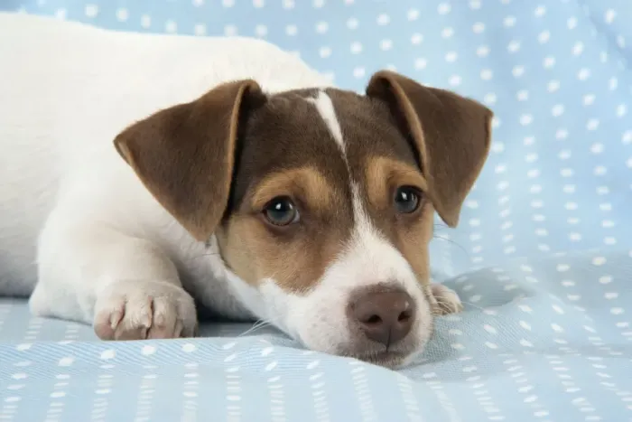 Framed Print : DOG. Jack Russell Terrier puppy Framed Print : DOG. Jack Russell Terrier puppy