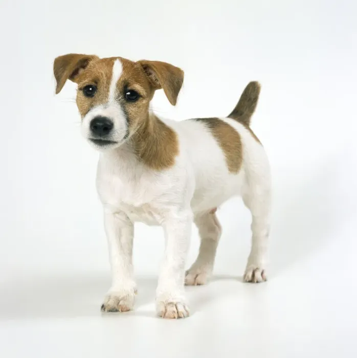 Framed Print : Dog - Jack Russell Terrier - puppy Framed Print : Dog - Jack Russell Terrier - puppy