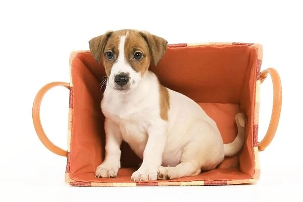 Dog - Jack Russell Terrier puppy in basket