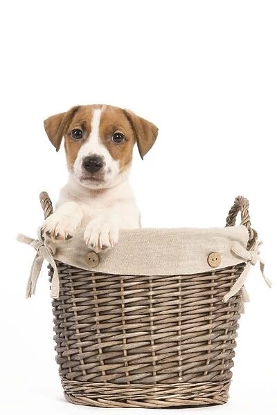 Dog - Jack Russell Terrier puppy in basket