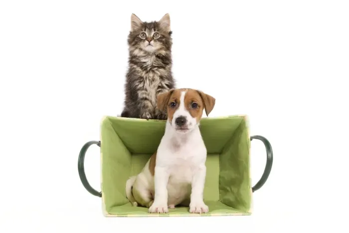 Framed Print : Dog - Jack Russell Terrier puppy in basket with Norwegian Forest Cat kitten sitting on top