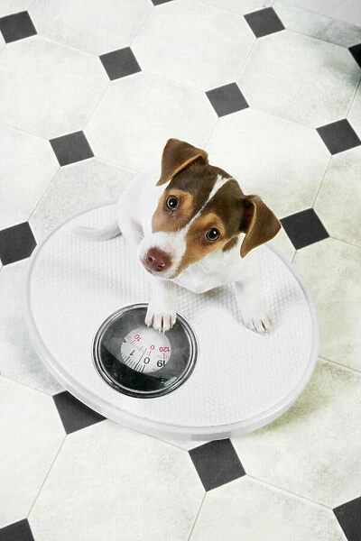 Dog - Jack Russell Terrier puppy on bathroom scales Digital Manipulation: changed tiles from blue to black