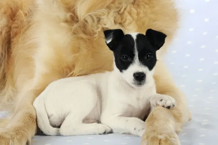 Framed Print : DOG. Jack russell terrier puppy laying in front of golden retriever chest Framed Print : DOG. Jack russell terrier puppy laying in front of golden retriever chest