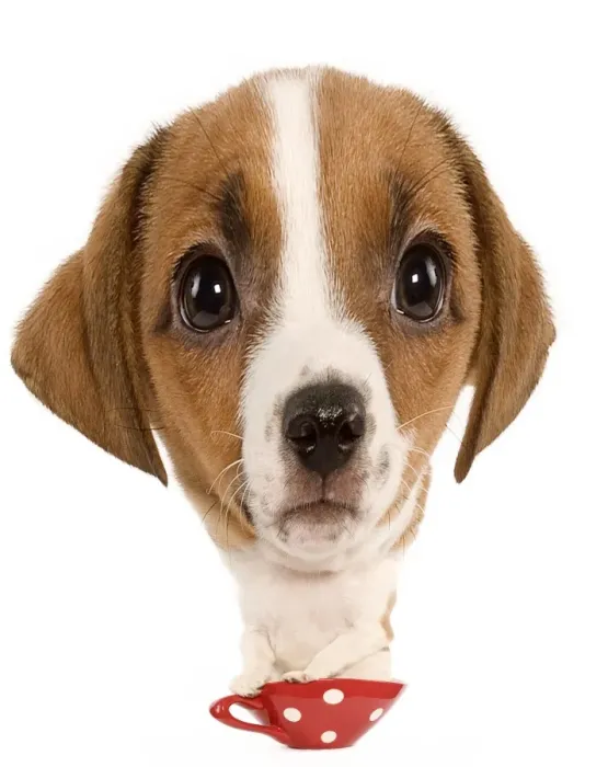 Framed Print : Dog - Jack Russell Terrier - puppy Manipulated Image (by photographer)