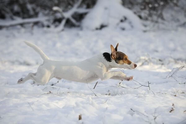 DOG. Jack russell terrier running through the snow