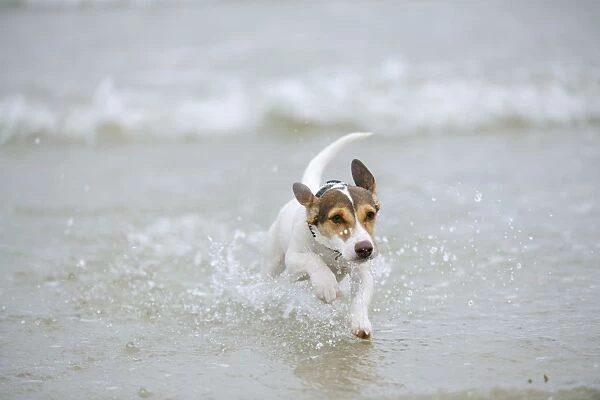 DOG. Jack russell terrier running in surf