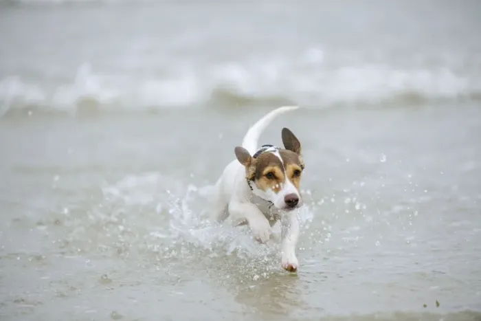 Framed Print : DOG. Jack russell terrier running in surf Framed Print : DOG. Jack russell terrier running in surf