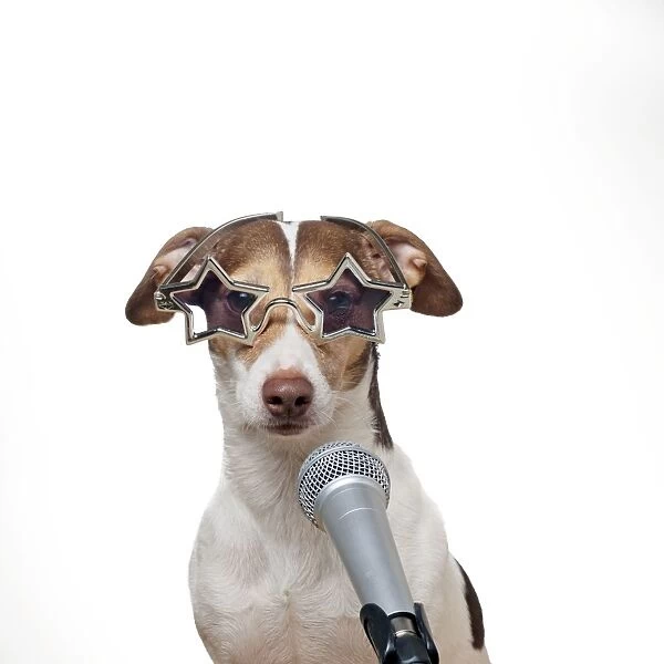 DOG - Jack russell terrier singing into microphone wearing star glasses