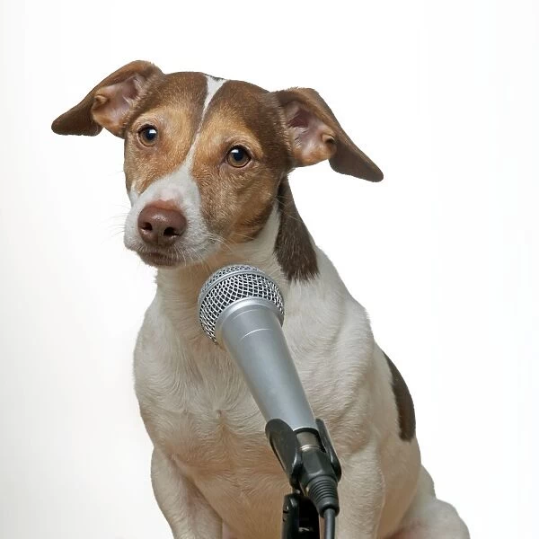 DOG - Jack russell terrier singing into microphone