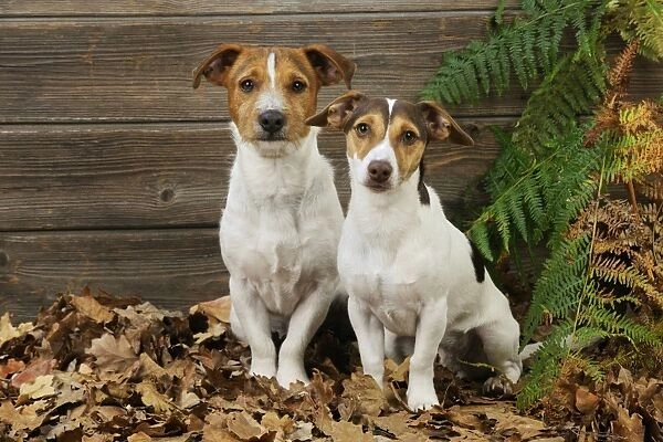 DOG. Jack russell terrier sitting in leaves