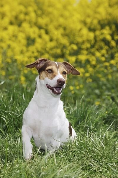 DOG. Jack russell terrier sitting in front of oil seed rape