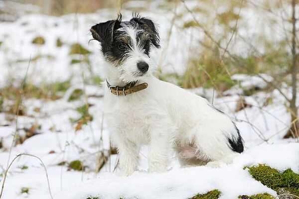 Dog - Jack Russell Terrier - sitting in snow
