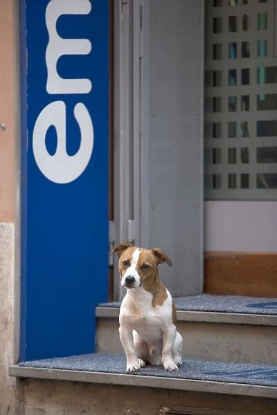 Dog - Jack Russell Terrier - sitting on step in entrance way - Rome - Italy