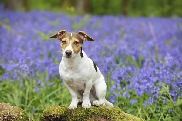 DOG. Jack russell terrier sitting on tree root in front of bluebells