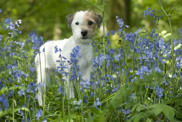 Framed Print : DOG - Jack russell terrier standing in bluebells Framed Print : DOG - Jack russell terrier standing in bluebells