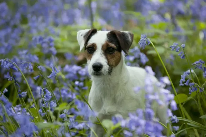 Framed Print : DOG - Jack russell terrier standing in bluebells