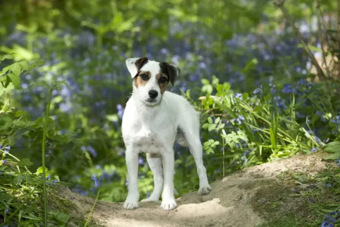 Framed Print : DOG - Jack russell terrier standing in bluebells Framed Print : DOG - Jack russell terrier standing in bluebells