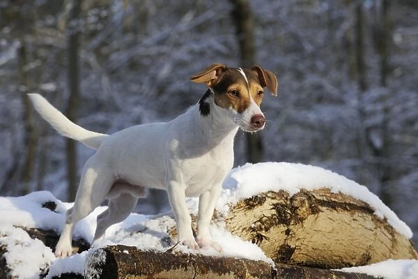 DOG. Jack russell terrier standing on snow covered logs