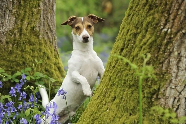 DOG. Jack russell terrier standing against tree
