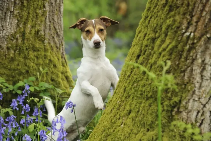 Framed Print : DOG. Jack russell terrier standing against tree Framed Print : DOG. Jack russell terrier standing against tree