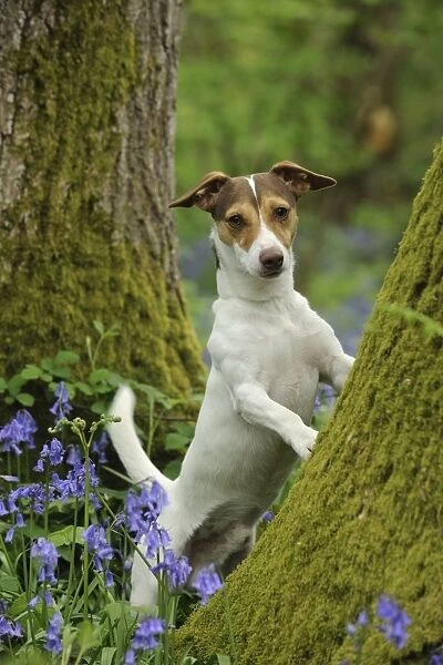 DOG. Jack russell terrier standing against tree