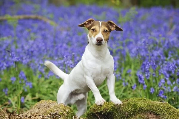DOG. Jack russell terrier standing on tree root in front of bluebells