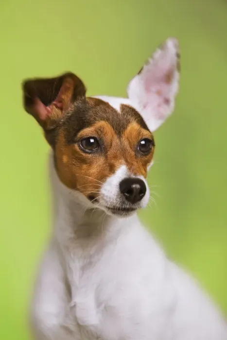 Framed Print : Dog - Jack Russell Terrier - in studio Framed Print : Dog - Jack Russell Terrier - in studio