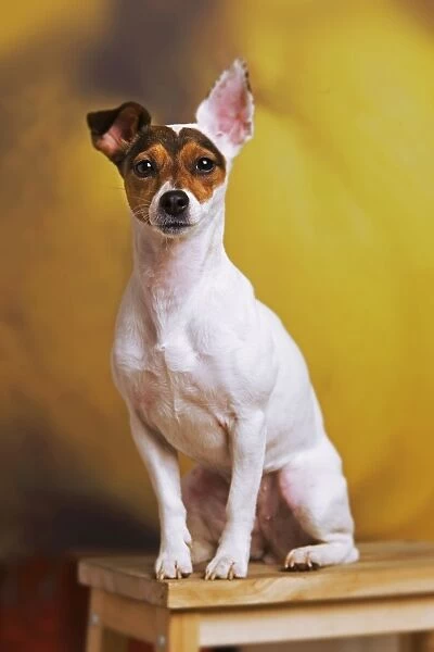 Dog - Jack Russell Terrier - in studio sitting on chair