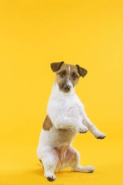 Dog - Jack Russell Terrier - in studio sitting on hind legs