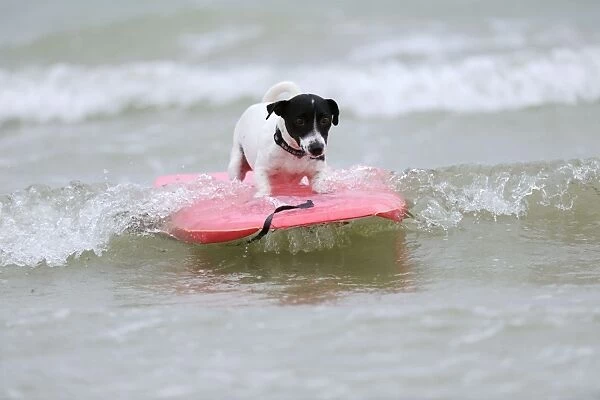 DOG. Jack russell terrier surfing