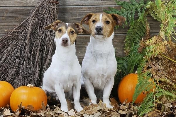 DOG. Jack russell terriers with broom and pumpkins
