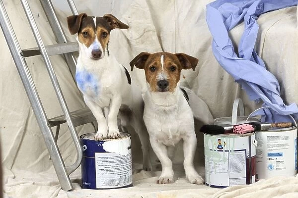 DOG. Jack russell terriers painting and decorating