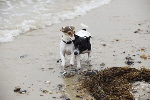 DOG. Jack russell terriers playing on beach